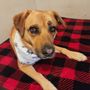 Photo of OnlyPaws Pet Spa Mobile Grooming
