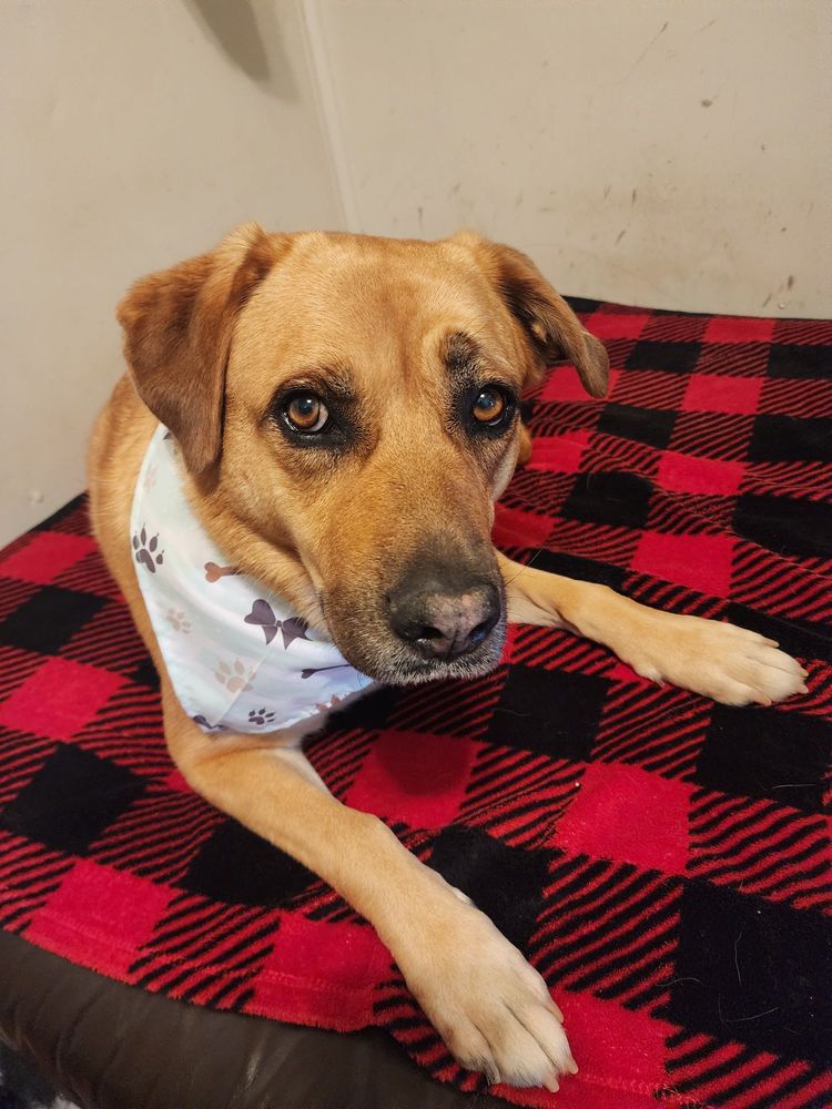 ONLYPAWS PET SPA MOBILE GROOMING Updated May 2024 12 Photos Norco