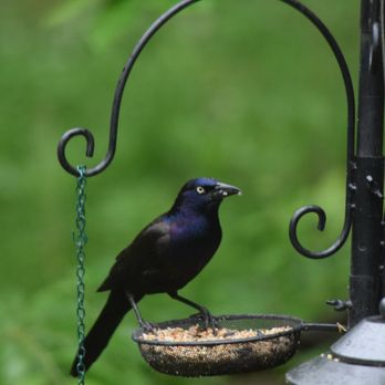 French Creek State Park - Grackle at campground - Parks Near Me - Elverson, Pennsylvania