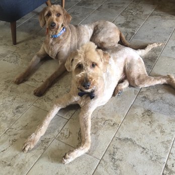 K-9 Kuts Grooming - Pet Groomers Near Me - Canutillo, Texas K-9 Kuts Grooming - Pet Groomers Near Me - Canutillo, Texas