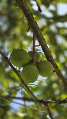 Mauna Loa Macadamia Nut Visitor Center by null