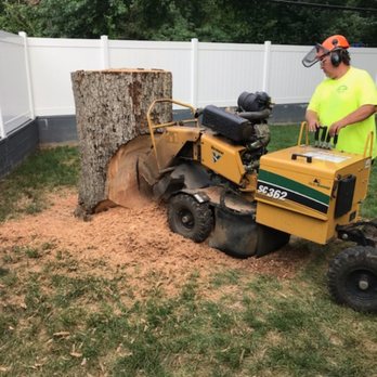 Stumps Are Gone - Had concrete inside company couldn't cut lower - Tree Services Near Me Stumps Are Gone - Had concrete inside company couldn't cut lower - Tree Services Near Me
