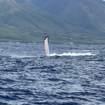 The Magic Merman Snorkel Charters - Whale Watching Tours Near Me - Kaanapali, Hawaii