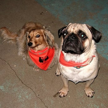 Bark to Basics - josie and frankie celebrate halloween at shura's - Pet Services Near Me Bark to Basics - josie and frankie celebrate halloween at shura's - Pet Services Near Me