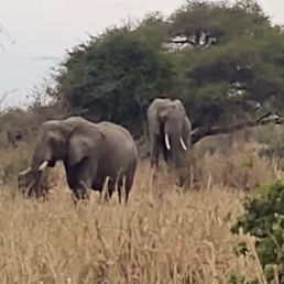 Safari