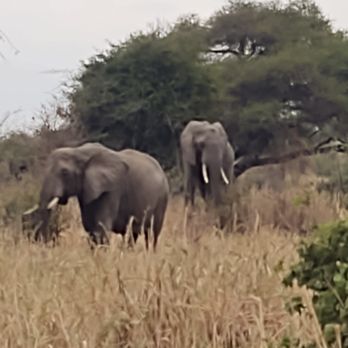 OneSeed Expeditions - Safari - Travel Services Near Me - Denver, Colorado