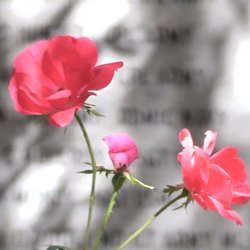 Northeast Georgia History Center - The American Freedom Garden honors veterans of the 20th/21st century.