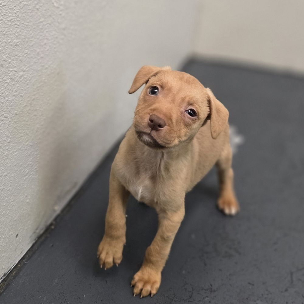 TOP 10 BEST Rent a Dog in Ocala, FL - Updated 2026 - Yelp