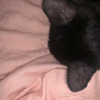 Catmandoo Rescue - Discharge while sleeping - Pet Adoption Near Me - Hawthorne, California