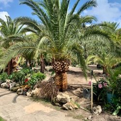 Palm Brothers - Canary Island Date Palm