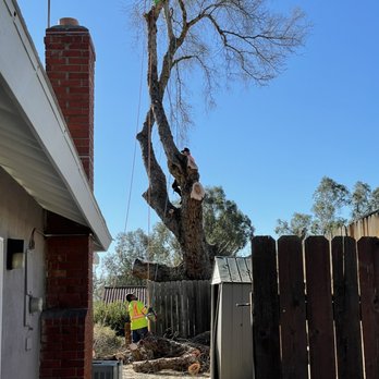 Bernabe Tree Service - Starting with the limbs - Tree Services Near Me - Riverside, California