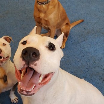 Dauntless Dogs - Pet Training Near Me - Pasadena, Maryland Dauntless Dogs - Pet Training Near Me - Pasadena, Maryland