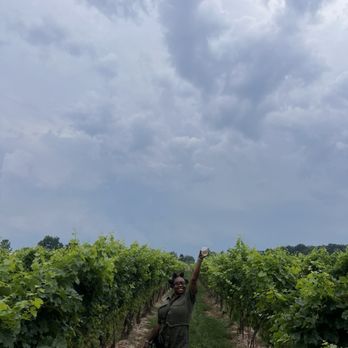 Two Sisters Vineyards - The vineyard - Wine Tours Near Me - Niagara-on-the-Lake, Ontario