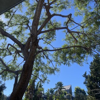Affordable Tree Care - After - Tree Services Near Me Affordable Tree Care - After - Tree Services Near Me