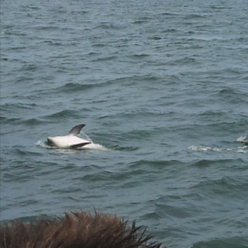 Cape May Whale Watcher - Whale Watching Tours Near Me - Cape May, New Jersey Cape May Whale Watcher - Whale Watching Tours Near Me - Cape May, New Jersey