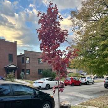 Garden Heights Nursery - Autumn Blaze Maple
(Acer x freemanii 'Jeffersred') - Nurseries & Gardening Near Me - Saint Louis, Missouri Garden Heights Nursery - Autumn Blaze Maple
(Acer x freemanii 'Jeffersred') - Nurseries & Gardening Near Me - Saint Louis, Missouri