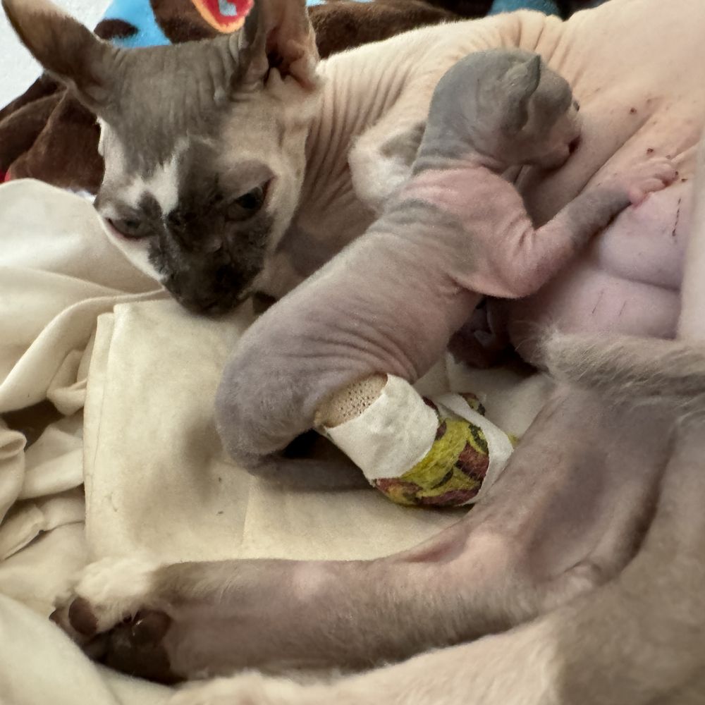 Advanced Animal Care - Veterinarians Near Me - Fort Mohave, Arizona Advanced Animal Care - Veterinarians Near Me - Fort Mohave, Arizona