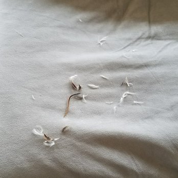 Room & Board - Per customer service "you will have to unzip and vacuum cushions daily with an attachment" if you don't like to get poked with quills - Furniture Stores Near Me - Denver, Colorado