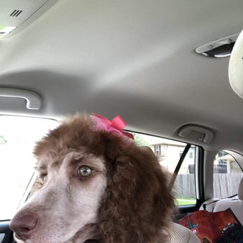 Spoiled Mutts - Pretty in pink - Pet Groomers Near Me - Humble, Texas