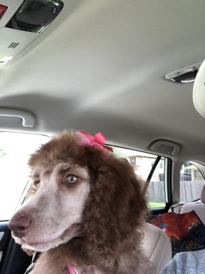 spoiled mutts humble