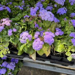 Mason Farms Country Market - Flower