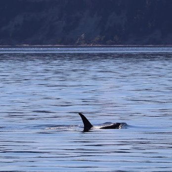 Island Adventures Whale Watching - Killer whale - Whale Watching Tours Near Me - Anacortes, Washington Island Adventures Whale Watching - Killer whale - Whale Watching Tours Near Me - Anacortes, Washington