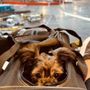 Photo of Loyal Companion Animal Care