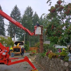 Williams Tree & Stump Removal