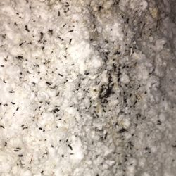 Allied Pest and Wildlife - Bat feces