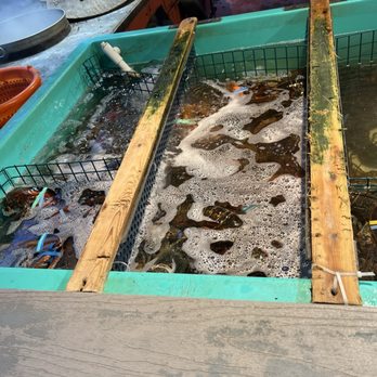 Union River Lobster Pot - Lobster Tank - Seafood Near Me - Ellsworth, Maine Union River Lobster Pot - Lobster Tank - Seafood Near Me - Ellsworth, Maine