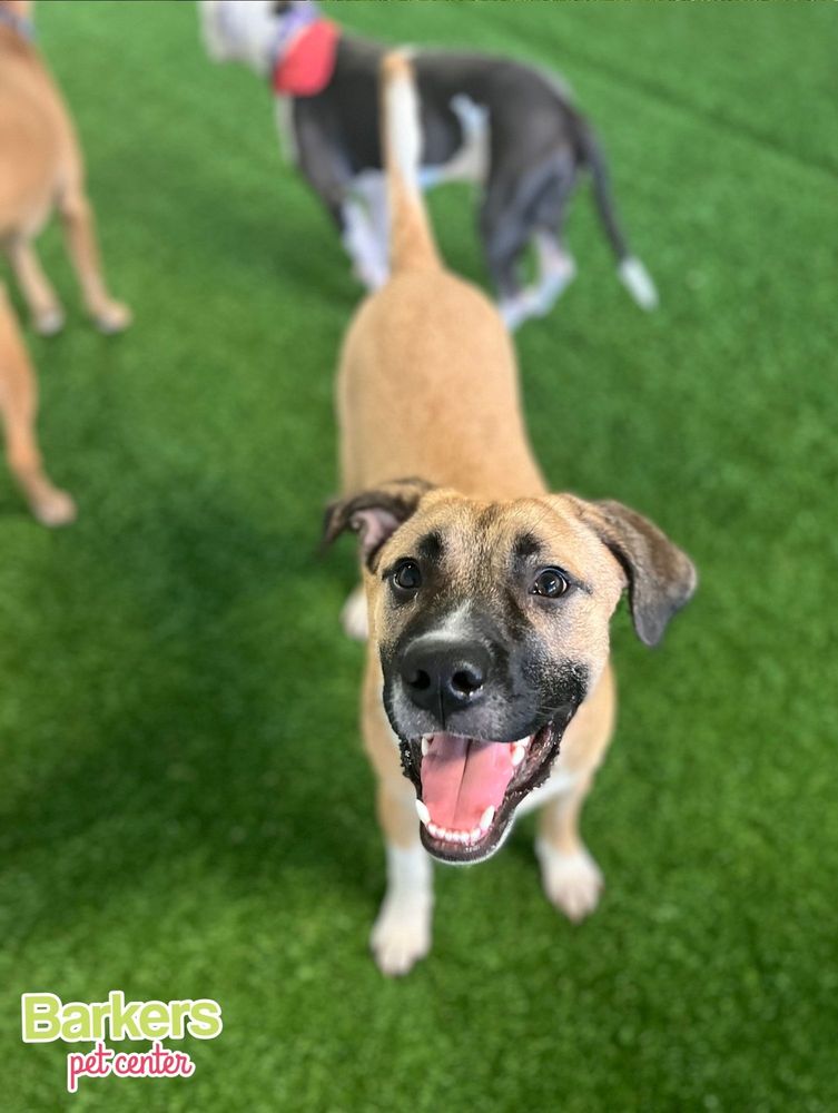 The Barker's Pet Center Image