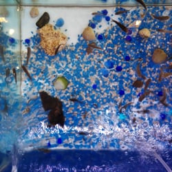 Florence Fish Kiss