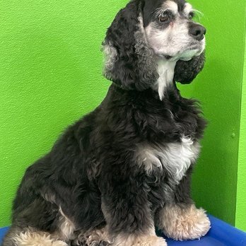 D is for Doggy - Pet Groomers Near Me - New York, New York