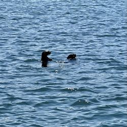 Monterey Bay Hydrobikes