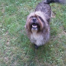 Chewie loves Randolph Animal Hospital! Chewie loves Randolph Animal Hospital!