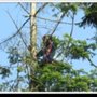 Photo of The Arborist