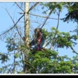 The Arborist - Photo