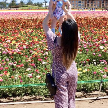 The Flower Fields - Venues & Event Spaces Near Me - Carlsbad, California The Flower Fields - Venues & Event Spaces Near Me - Carlsbad, California