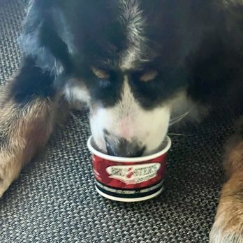 Bruster's Real Ice Cream - Enjoy their pup cup!! - Desserts Near Me - Upland, California