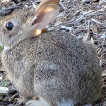 Janet R Mason, DDS - One of our resident bunnies - General Dentistry Near Me - Garland, Texas