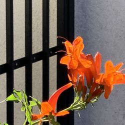 Q Chiropractic - Landscaping