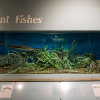 Springfield Museums - Museums Near Me - Springfield, Massachusetts