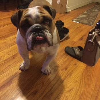 Citibulldogs - Pet Services Near Me Citibulldogs - Pet Services Near Me