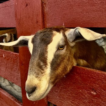 Little Qualicum Cheeseworks - Goat cheese is good too - Cheese Shops Near Me - Parksville, British Columbia