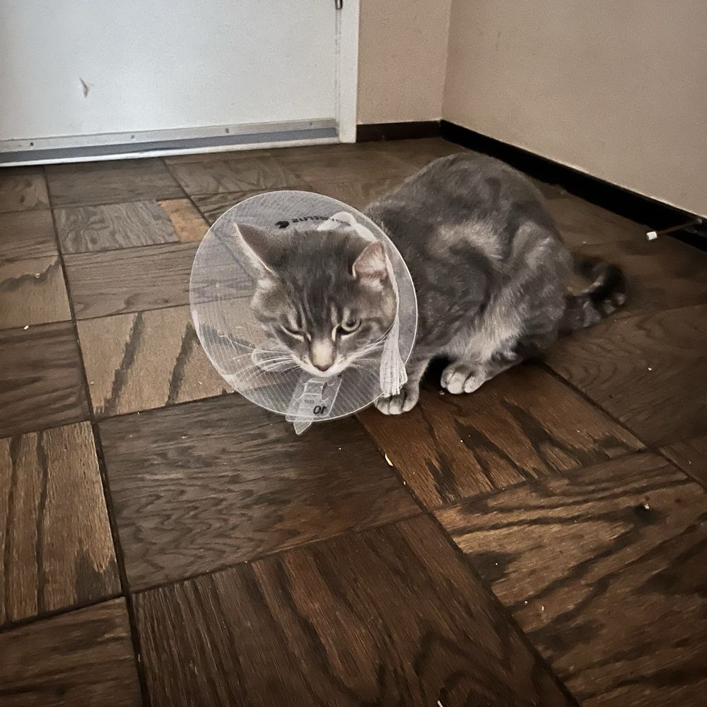 THE BEST 10 EMERGENCY PET HOSPITAL in SOLANO COUNTY, CA - Updated 2026 -  Hours - Yelp