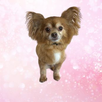 Bubble Mutts Pet Grooming - Pet Groomers Near Me - Broken Arrow, Oklahoma Bubble Mutts Pet Grooming - Pet Groomers Near Me - Broken Arrow, Oklahoma