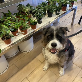 Roots - Pet safe and pet friendly store - Nurseries & Gardening Near Me - Kansas City, Missouri Roots - Pet safe and pet friendly store - Nurseries & Gardening Near Me - Kansas City, Missouri