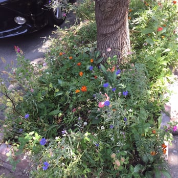 Leopoldi Hardware - Check out these beautiful wildflowers! Thanks to seeds I got from Leopoldi's! - Hardware Stores Near Me - Brooklyn, New York Leopoldi Hardware - Check out these beautiful wildflowers! Thanks to seeds I got from Leopoldi's! - Hardware Stores Near Me - Brooklyn, New York