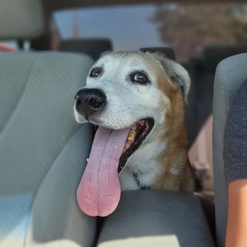 Buena Vet - Aldo after a super positive experience - Veterinarians Near Me - Ventura, California Buena Vet - Aldo after a super positive experience - Veterinarians Near Me - Ventura, California