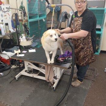 Shaggy Dog Groomer: Transform Your Pet's Look Today